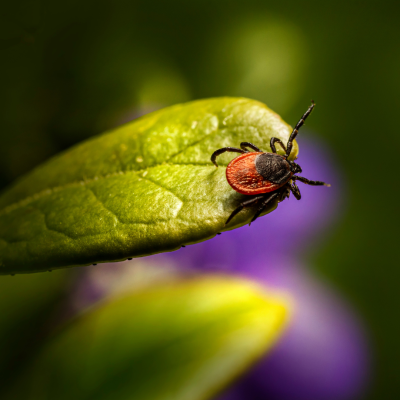 Teek op blad vergroot